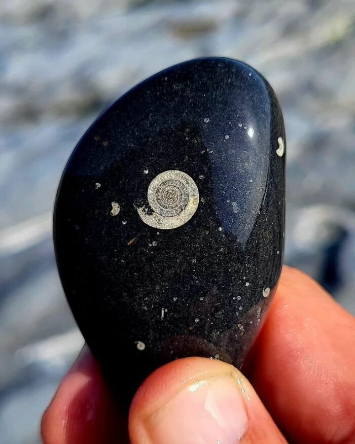 Un fósil colocado de forma fortuita. Un fósil de goniatita de 320 millones de años, condado de Clare, Irlanda