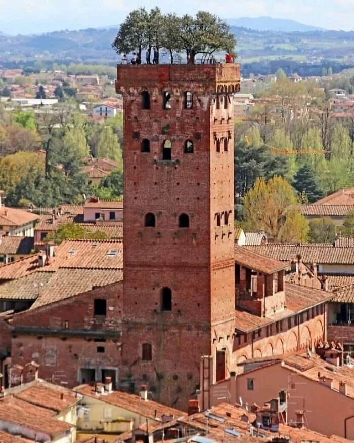 La Torre Guinigi: una casa-torre fortificada de 45 metros de altura construida en el siglo XIII, con encinas que crecen en jardines colgantes en su cima. Lucca, Italia