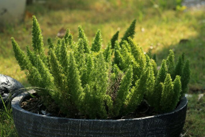 Flowerpot with foxtail fern in the garden Flowerpot with foxtail fern in the garden