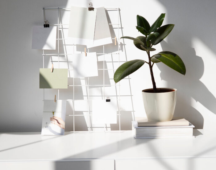 Rubber plant in a white pot Rubber plant in a white pot