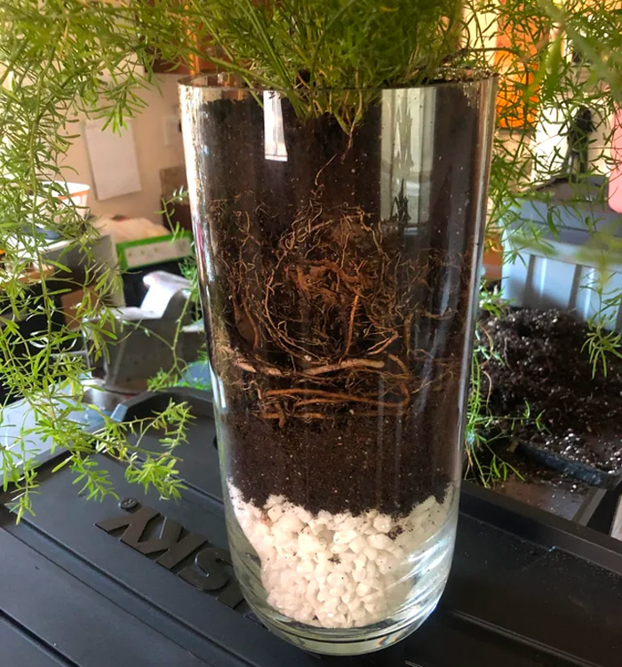 Glass pot with asparagus fern and fresh soil in it 