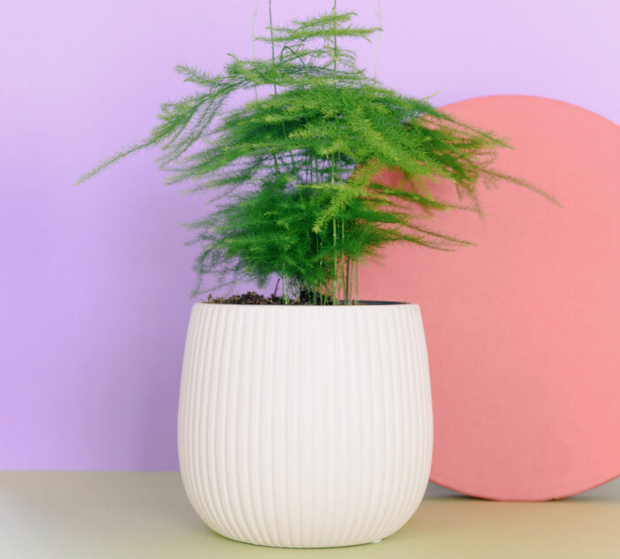 asparagus fern in a white pot asparagus fern in a white pot