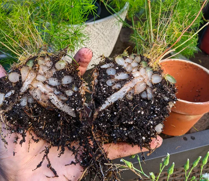 asparagus ferns divided into two pieces asparagus ferns divided into two pieces