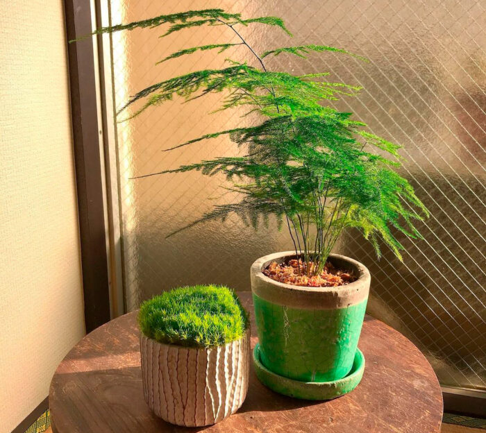 asparagus fern in a green pot near the moss in a beige pot asparagus fern in a green pot near the moss in a beige pot