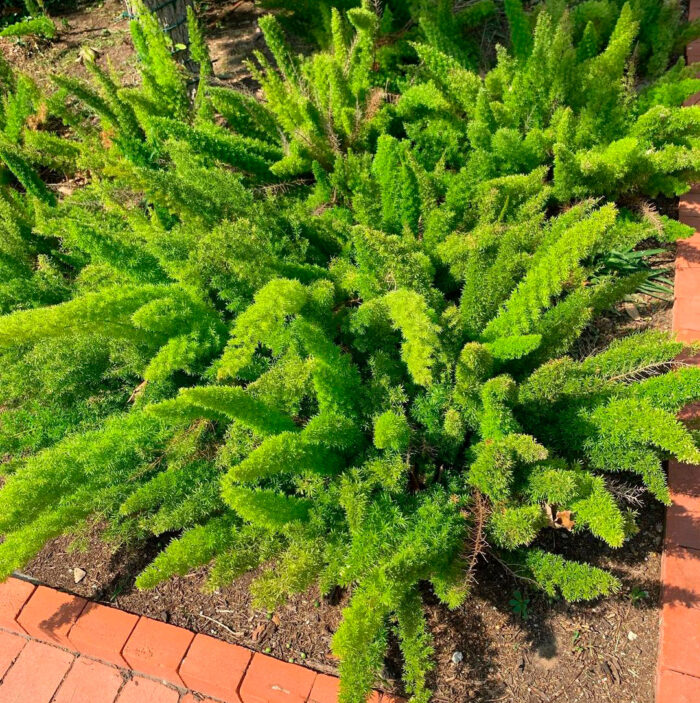 Asparagus densiflorus growing outdoor