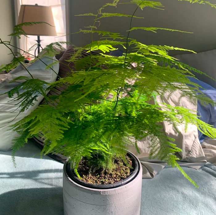 Asparagus setaceus in a grey pot Asparagus setaceus in a grey pot