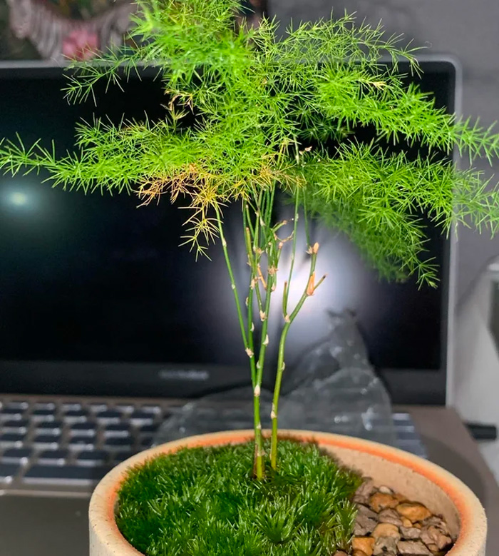 Asparagus retrofractus in a brown pot Asparagus retrofractus in a brown pot