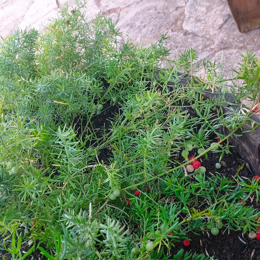 Caring for Asparagus Fern Tips for a Thriving Indoor Plant Bored Panda