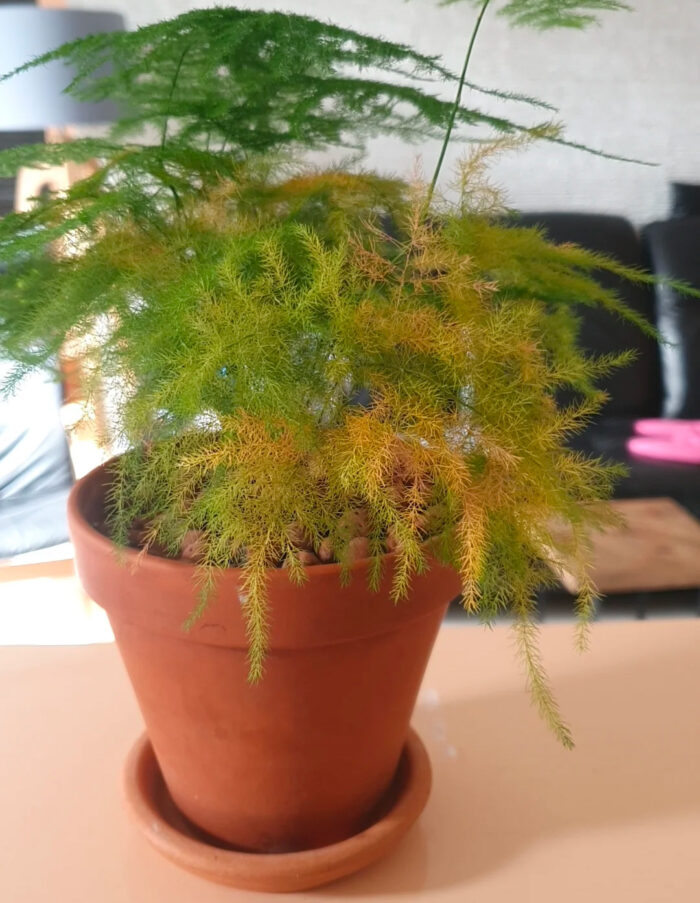 asparagus fern is turning yellow in a brown pot