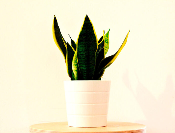 Snake plant in the pot Snake plant in the pot