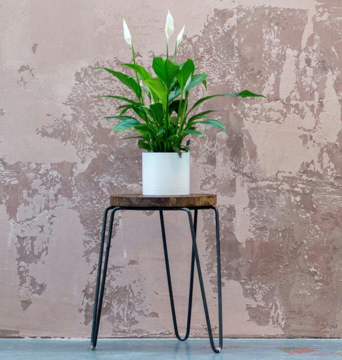 Peace lily in a pot on the table near the wall
