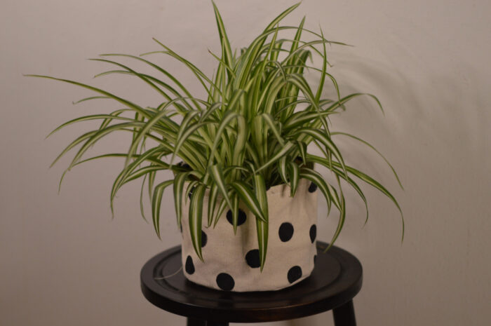 Spider plant in the pot 