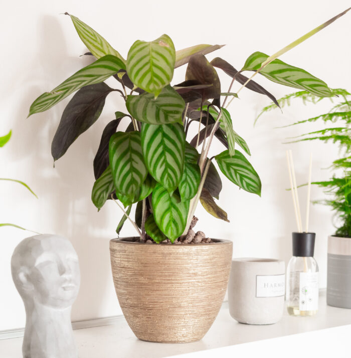 Calathea in a beige pot Calathea in a beige pot