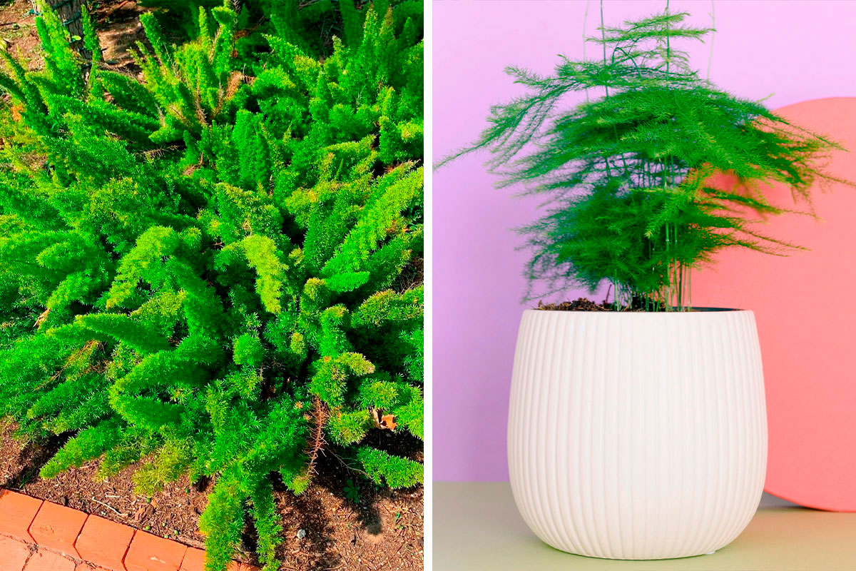 Asparagus Fern Care Guide for Lush Indoor Greenery