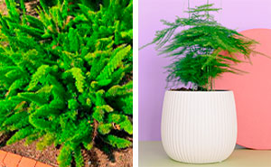 Caring for Asparagus Fern: Tips for a Thriving Indoor Plant