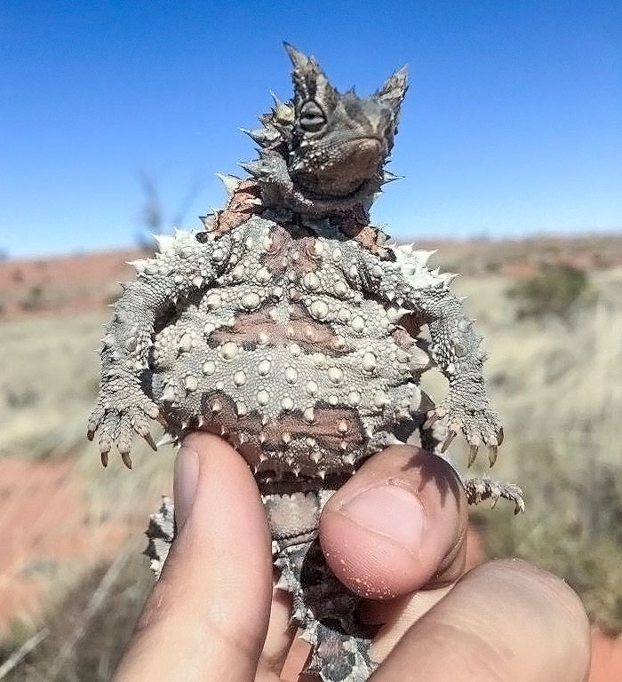Thorny Devil, Found In Central Australia