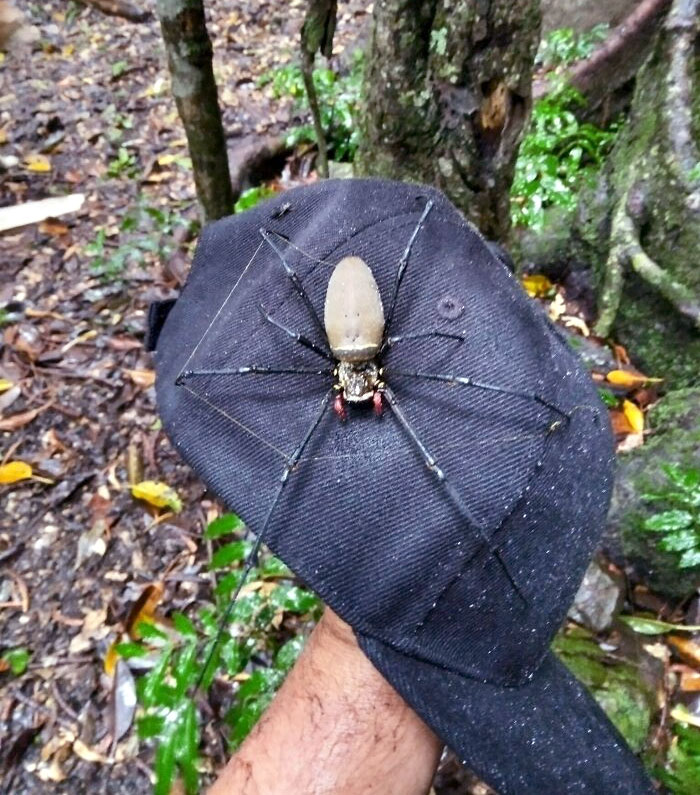 Female Golden Orb Weaver On A Mate's Hat. Australia