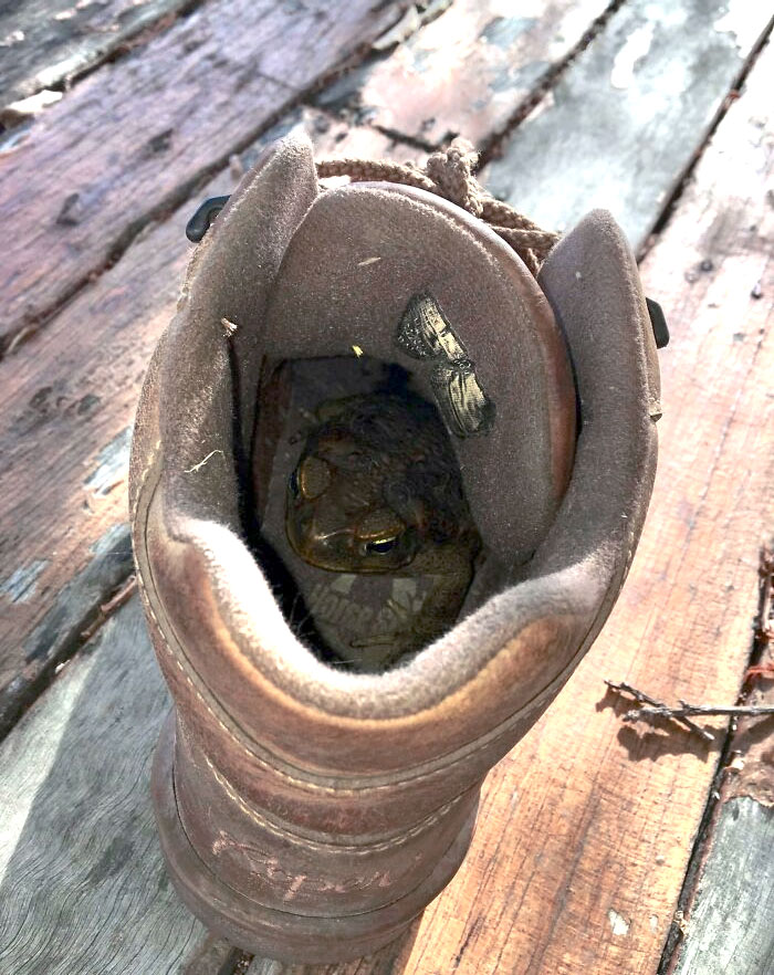 There's A Toad In My Boot