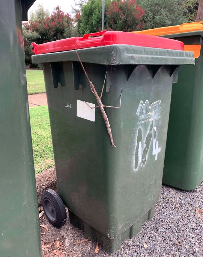 We Just Found This Massive Stick Insect On Our Bins This Morning