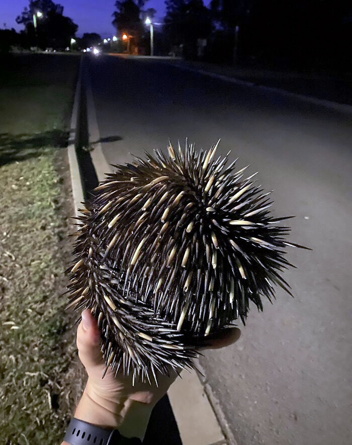 Found This Fella Stuck In The Middle Of The Road, Took Him To Safety Behind A Tree