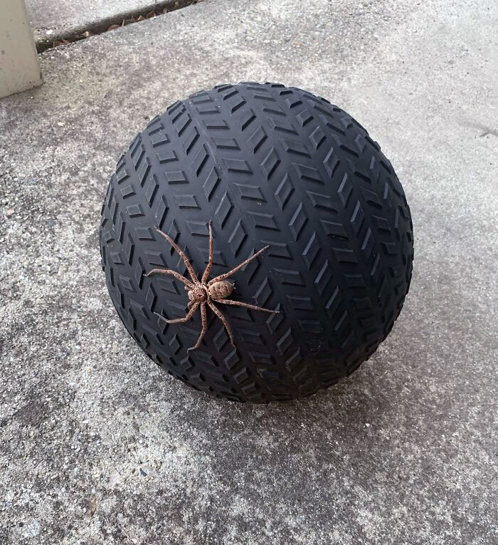 About To Start My Home Workout And Saw This Guy Hanging Out On My Ball (Australia)