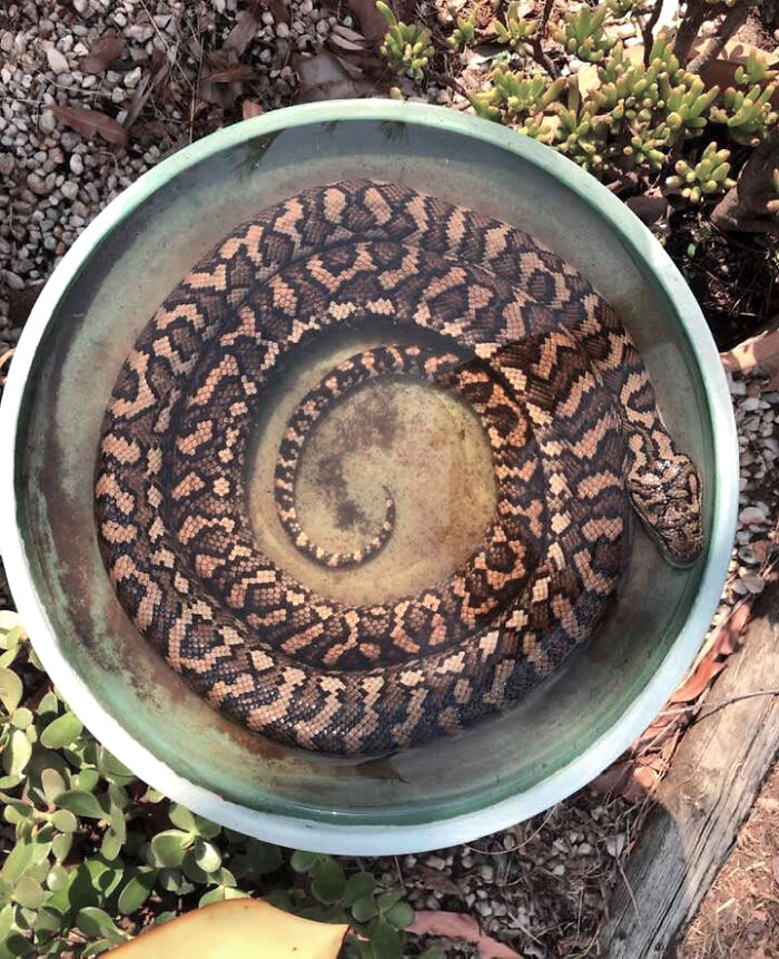 It's So Hot Here In Australia At The Moment, And I Wondered Why Birds Weren't Using Our Bird Bath