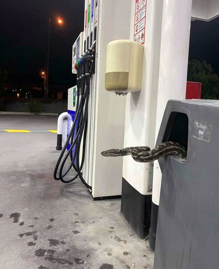 Carpet Python Coming Out To Say Hello At A Service Station, Australia