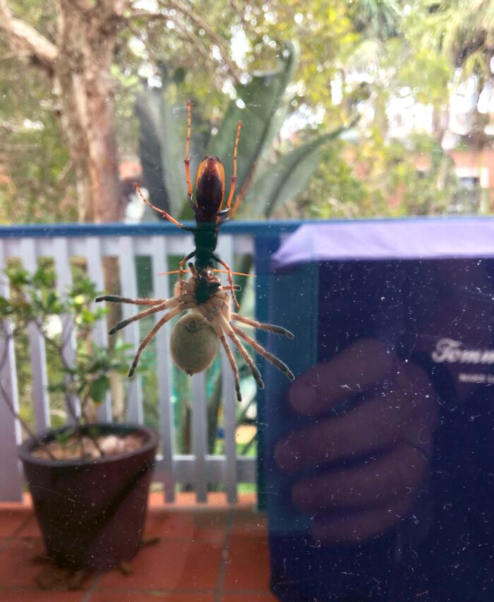 Classic Australia. A Wasp Eating A Huntsman Spider. What A Nice Thing To Wake Up To