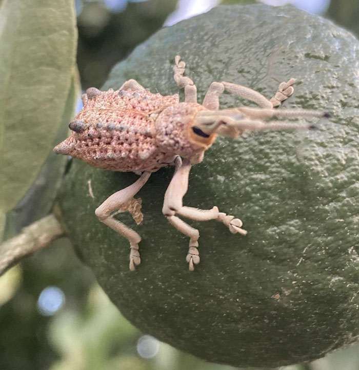 This Strange Insect Was Sitting On A Mandarin Tree In Central Queensland, Australia