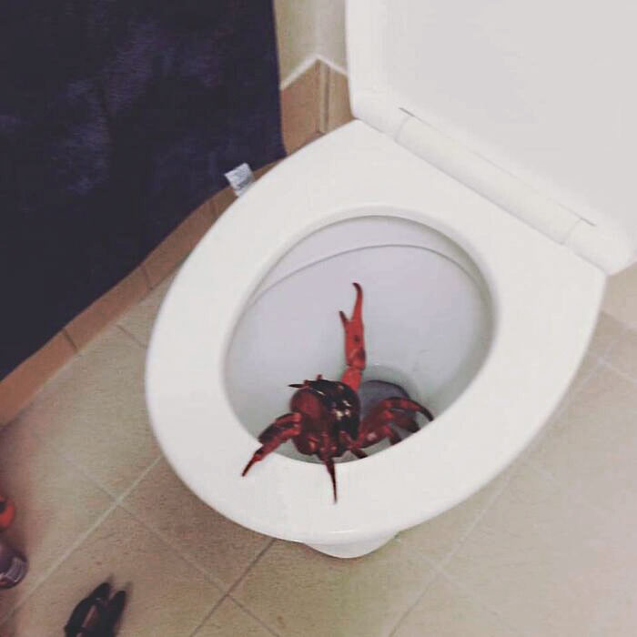 A Friend Woke Up To Find This Little Guy Had Crawled Up Their Toilet. Just Another Day On Christmas Island
