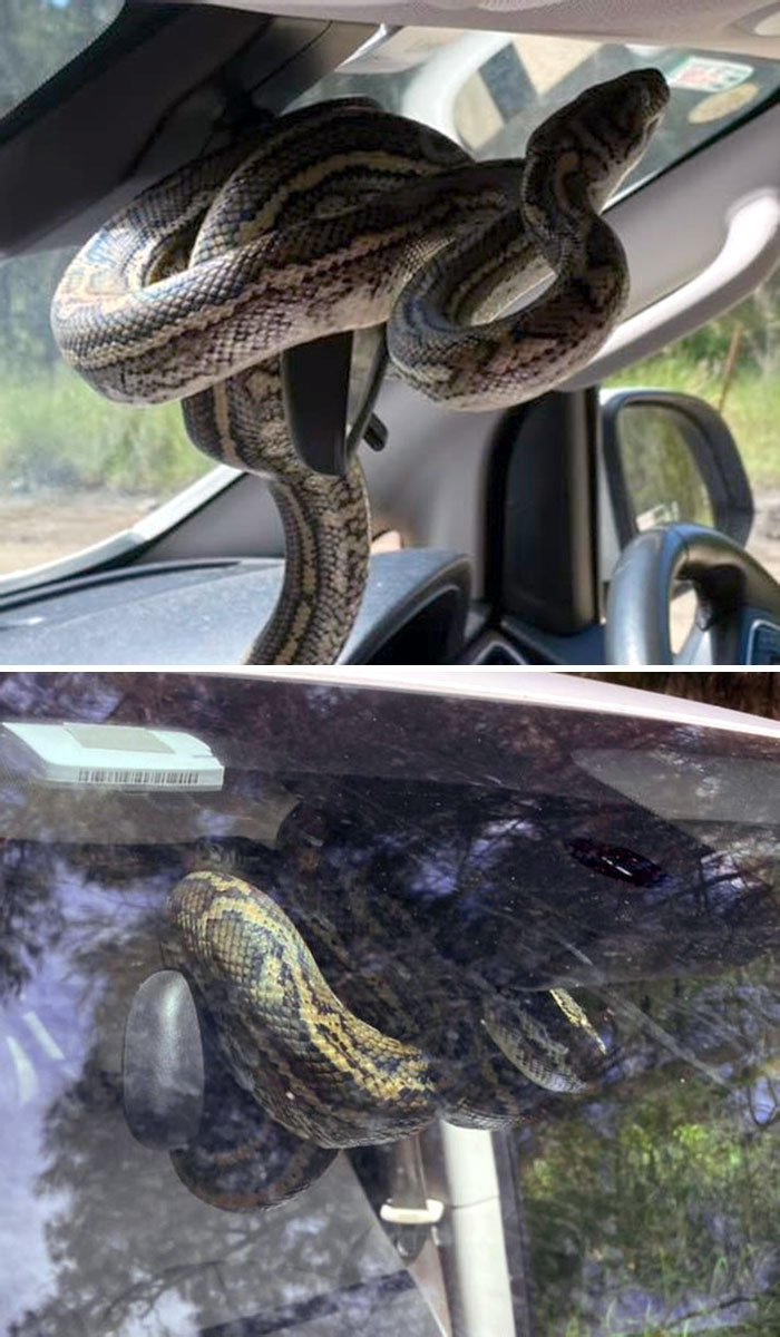 Forget Fluffy Dice. Only In Australia Would You Come Back To Your Car To See A Coastal Carpet Python Wrapped Around The Mirror