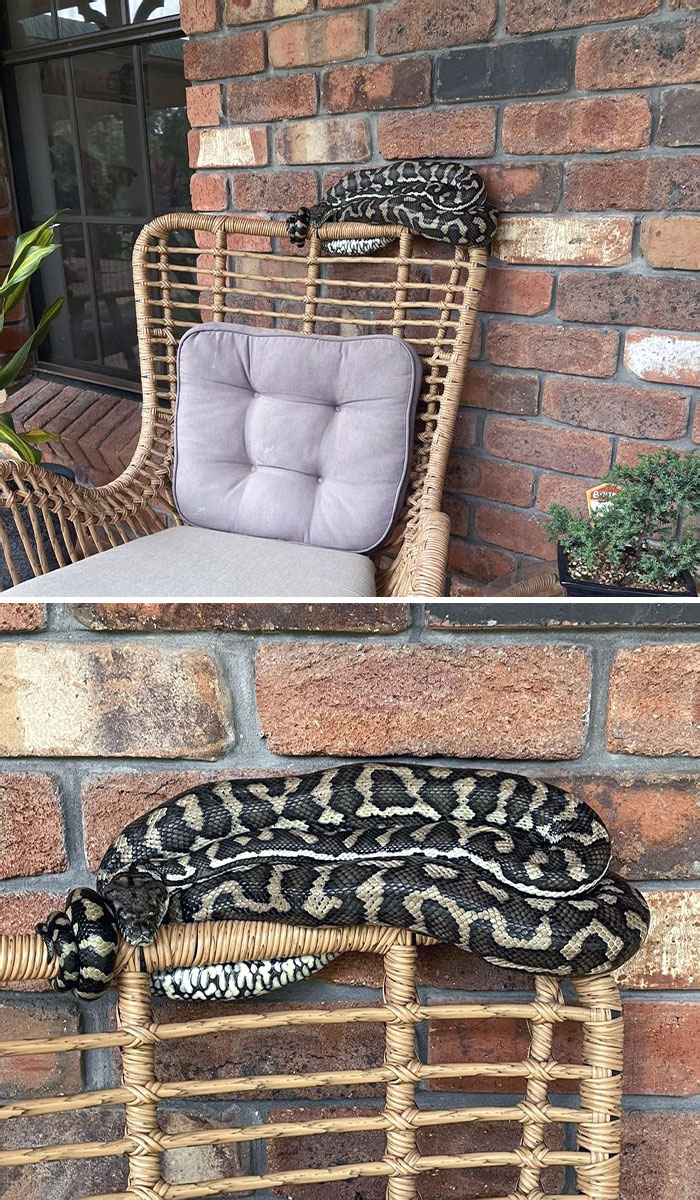 Carpet Python Nice And Cosy On A Chair