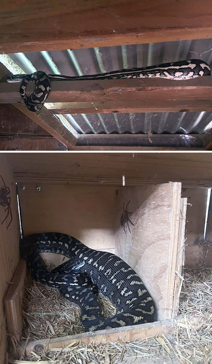 We Initially Thought There Was Only 1 Snake, 2 Minutes After Leaving, We Received Another Call From The Same Lady Stating There Was Another Carpet Python In A Different Spot