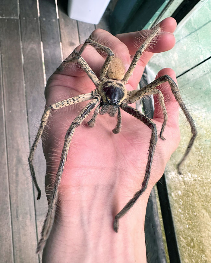 This Is The Largest Huntsman Spider In Australia But Also A Very Docile Species
