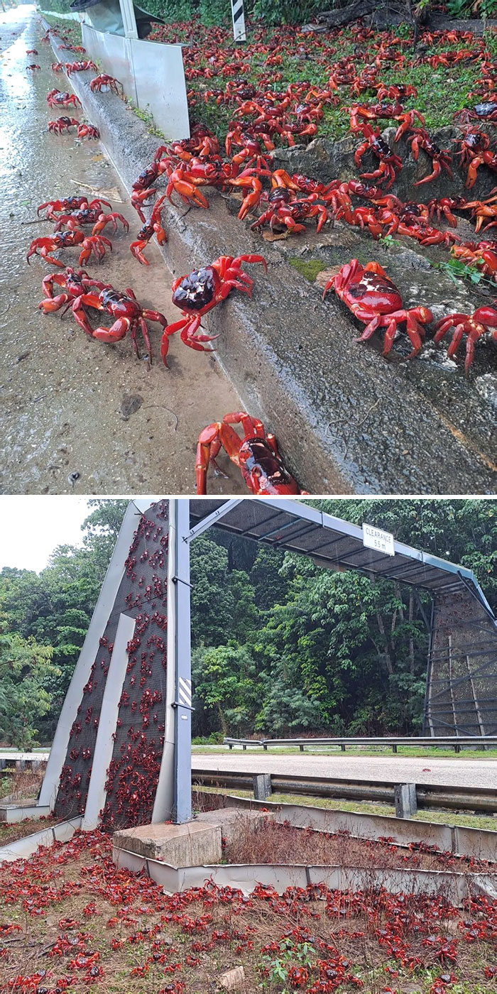 The Annual Red Crab Mass Migration To The Sea To Spawn