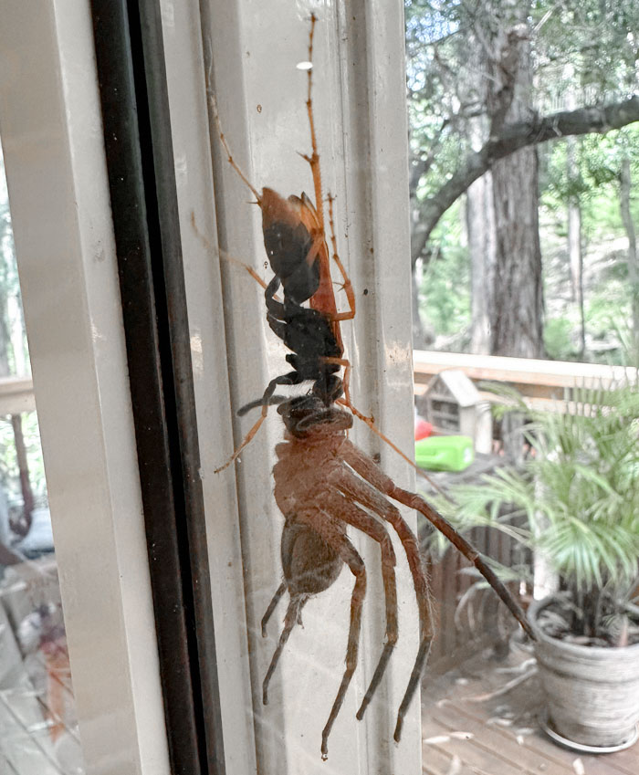 A Wasp Fights With A Huntsman At My Window. I'll Never Go Outside Again