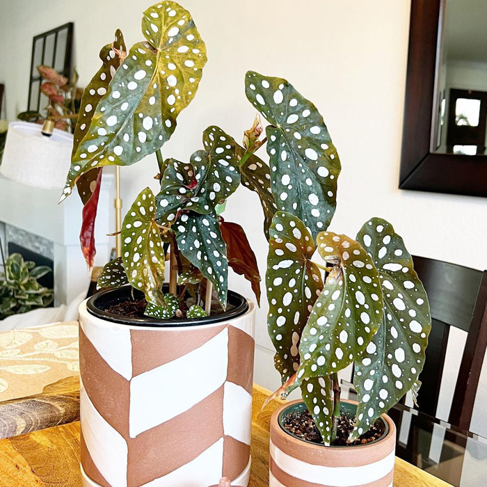 Two begonia maculatas in the white and brown pots Two begonia maculatas in the white and brown pots