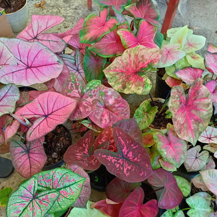 Caladiums plants in the pots 