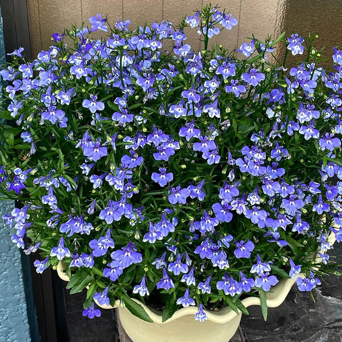 Lobelia with purple flowers in the pot