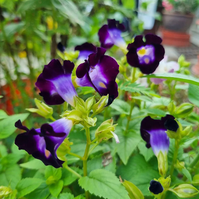 Wishbone Flower in the garden Wishbone Flower in the garden