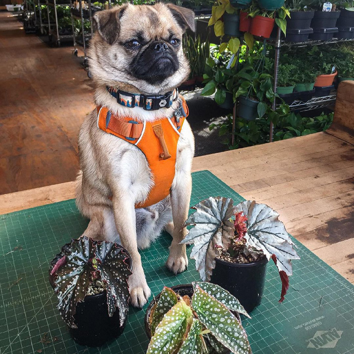 Dog sitting in front of begonias Dog sitting in front of begonias
