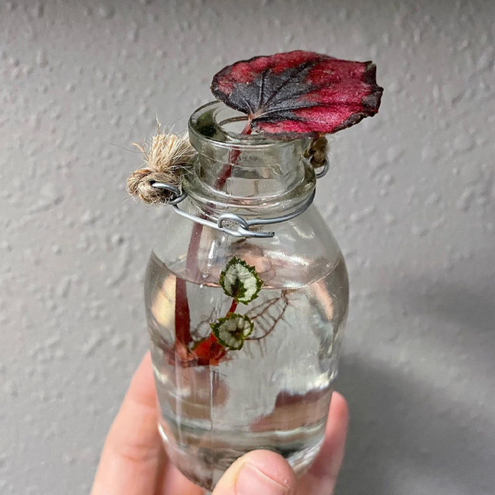 Begonia plant in the jar filled with the water 
