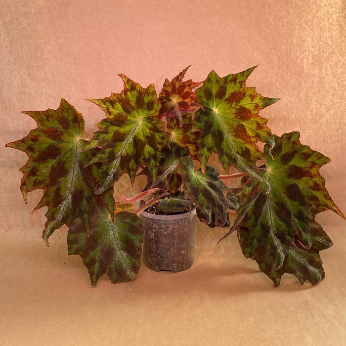 Begonia plant in the pot 