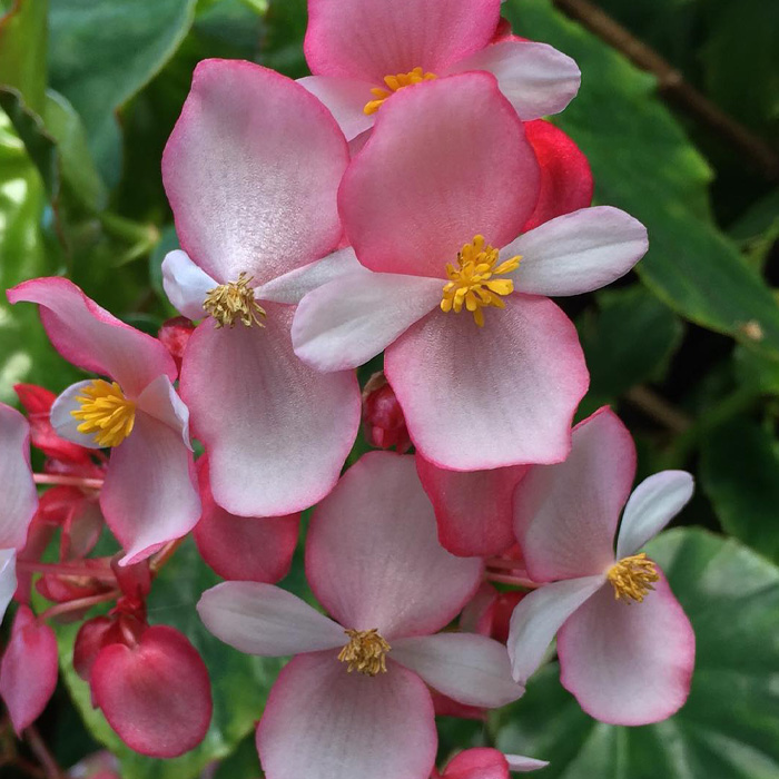 Blooming wax begonia Blooming wax begonia