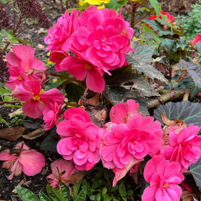 Tuberous oink begonia Tuberous oink begonia