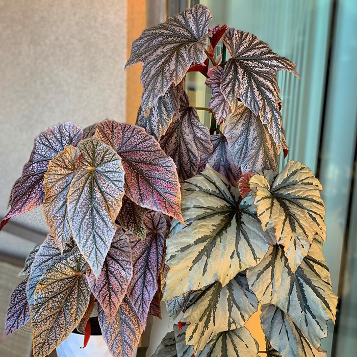 Cane begonia Cane begonia