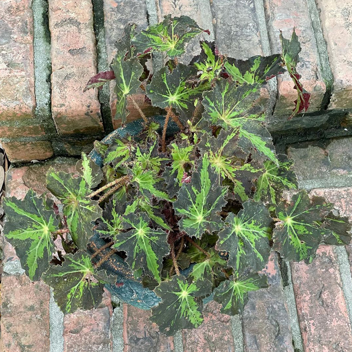 Rhizomatous begonia in the pot