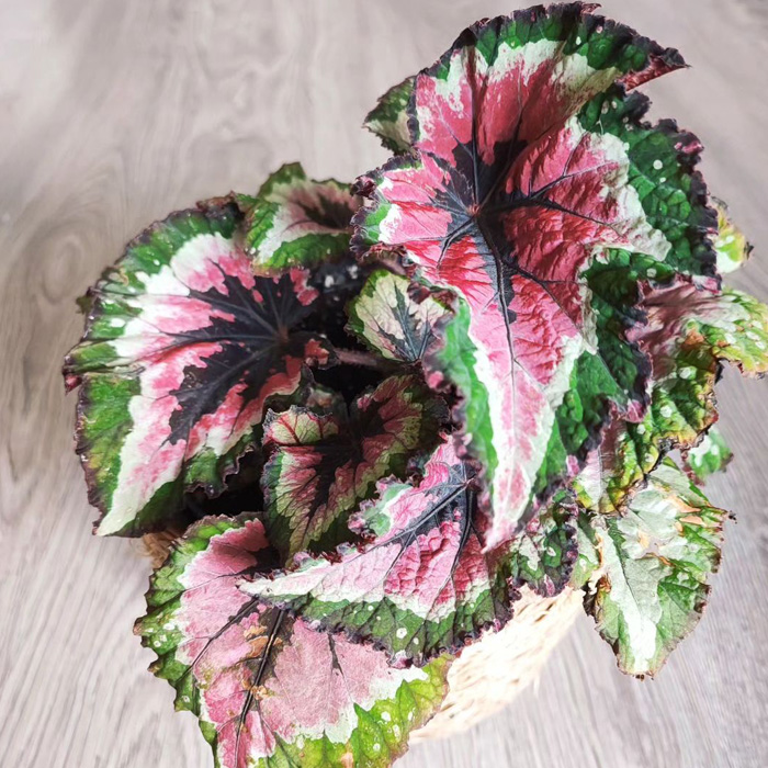 Purple and green begonia rex