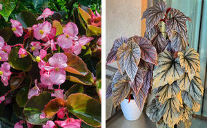 Begonia Growth and Care: A Complete Guide For Full Blooms