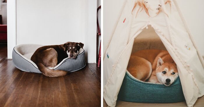 Black Friday Dog Bed Deals for 2023